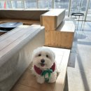 지구별댕댕이 이미지