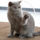 반려마루 화성 이미지