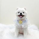 뽀프퍼피 이미지