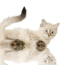 세계로 동물병원 이미지