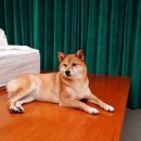 심상풍경 | 강릉 애견동반 숙소 독채 펜션 심상 내돈내산