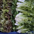 29251008(수) 대체공휴일. 부슬비. 대파건조. 농부일상. 가지. 치커리. .포기치커리. 이미지