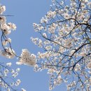 춘향테마파크 서문 | 남원여행 🌸 남원 광한루원 벚꽃길 완전 만개 후기 (ft. 주차 꿀팁)