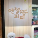 엔젤퍼피 이미지