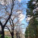 사근공원 | [경북/김천] 봄의 낭만 가득한 '직지사 벚꽃 로드' 총정리 (주차/코스/명소)