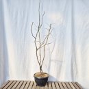 그린피아 이미지