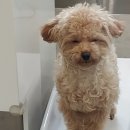 봄사랑동물병원 이미지