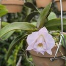 Laelia alaorii 'Angelico' 랠리아 알라오리 '안젤리코' 이미지