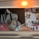 소게 | [강화도 감성 숙소] 견종, 무게 제한없는 강화도 애견동반 숙소 담담한소게 내돈내산 솔직후기 :)