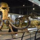 안면도쥬라기박물관 이미지