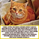 왈가닥펫 이미지