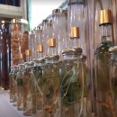 산삼본가 이미지