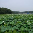 @ 전북에 숨겨진 연꽃 명소, 김제 청운사 ＜청운사 하소백련축제, 하소백련지＞ 이미지