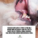 미사동물병원 이미지