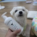 자연속의 펫 | 『리뷰』 저자극 보습 강아지샴푸 추천 "강아지스토리 병풀추출 자연유래 성분 펫샴푸"