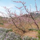 평곡 (平谷, 핑구) : 복숭아꽃축제 이미지