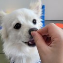 스테디독 이미지