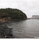식산봉의 황근자생지 및 상록활엽수림 | [도 기념물/제주-서귀포]성산읍 오조리 황근자생지