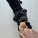 쭈펫살롱 네이버블로그