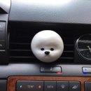 비숑이즈 이미지