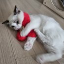 [랙돌육묘일기] 초보집사, 첫 궁디팡팡 캣페스타에서 구입한 물품들