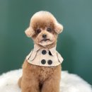 더이쁘개 이미지