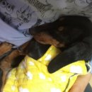 까망이PC 이미지