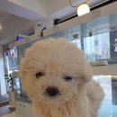 창원강아지분양 헬스독 애견입양 말티푸들포메라니안미니비숑 이미지