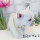 도그라이프 대구강아지분양 이미지