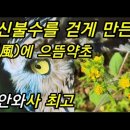 환절기!~반신불수! 구안와사! 뇌경색에 최고 좋은 약초! 진득찰 이미지