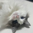렉돌 냥이 이미지