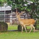 블루베리사슴농장 이미지