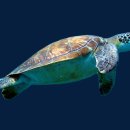 거북이네 이미지