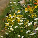 낭만하우스 이미지