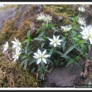 곱닥허개 이미지