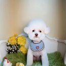 벨르시앙 이미지