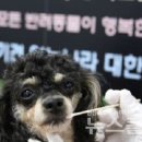 도그시장 이미지