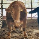 삼성한우농장 이미지