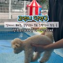 행복하게 해줄개 이미지
