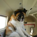 개와고양이 반려동물원 이미지