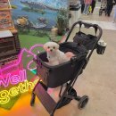 퍼피 투게더 | [2025 부산펫쇼] 내돈내산 알찬 부산 펫쇼 나들이 📝