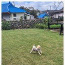 느티나무집민박 이미지