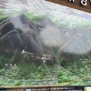 용봉초등학교 | 충남 홍성 용봉산 후기 – 고양이와 함께한 3코스 등산 후기 l 코스 추천
