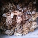 홍천자연산싸리버섯막싸리버섯판매 이미지