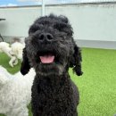 마마스미독펜트하우스 광주애견유치원&애견호텔 본점 이미지