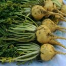 성대농장 이미지