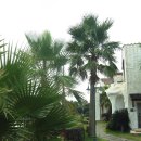 야자수펜션 이미지