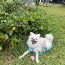 강아지이발소 | 은평구 애견미용샵 추천｜멍슈기 이발소 재방문 의사 100%
