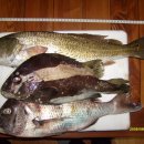 서해대교바다낚시터 이미지