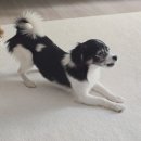 플레이 바우 이미지